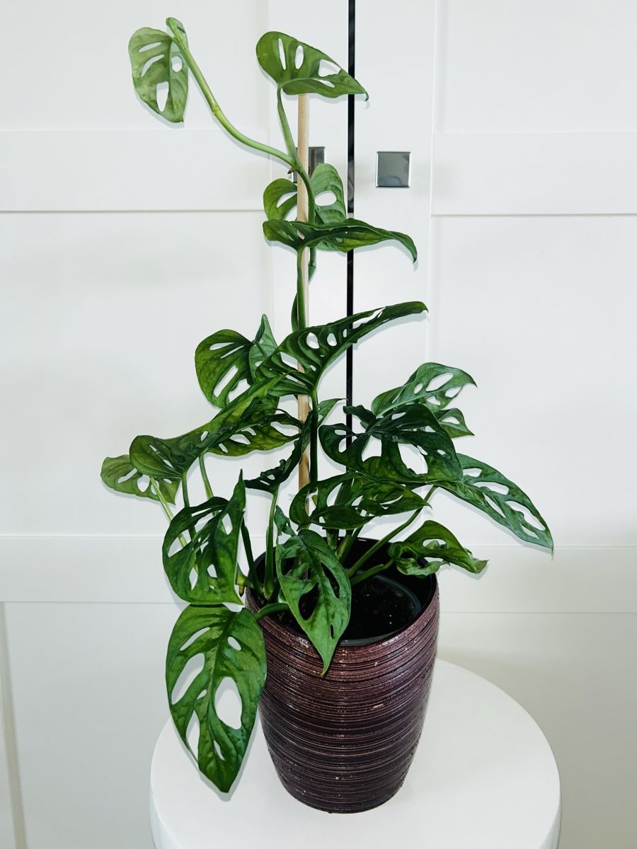 Piante & sementi: Monstera 'Monkey Leaf Monstera adansonii & ceramic pot 60 cm – Usato da Kilchberg ZH venduto da malibubeach 2