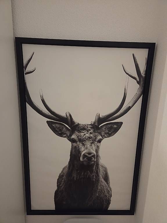 Foto & Immagini: Hirsch-Bild+ Rahmen, gross – Nuovo (secondo la descrizione) da Luzern venduto da Meeelanie