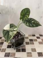 Alocasia Dragon Scale Albo Variegata