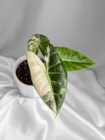 Alocasia Pink Dragon Albo Variegata