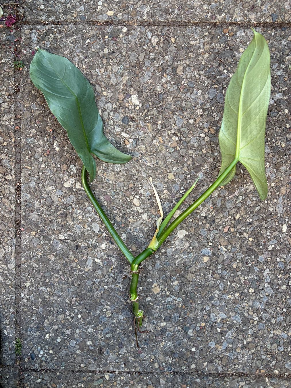 Piante & sementi: Sonderangebot! Philodendron Hastatum Silver Sword – Usato da Winterthur venduto da Aniger 2