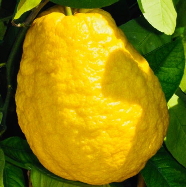 10 Samen Kalabrische Zedratzitrone CITRUS MEDICA + Anweisung | Kaufen ...