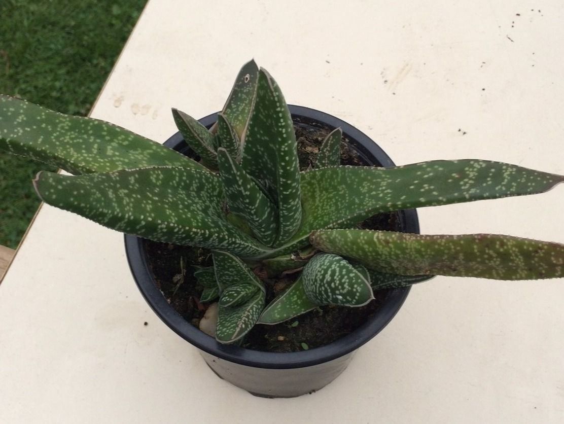 Piante & sementi: Gasteria Hirschzunge – Nuovo (secondo la descrizione) da Vinelz venduto da Wellensittich55