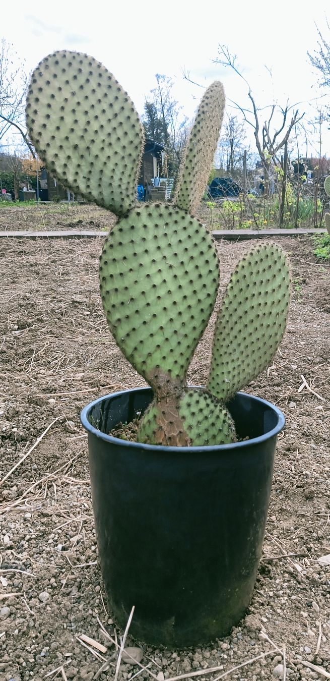 Piante & sementi: Grosse Opuntia Scheeri – Nuovo (secondo la descrizione) da Augst BL venduto da Betsileo 1