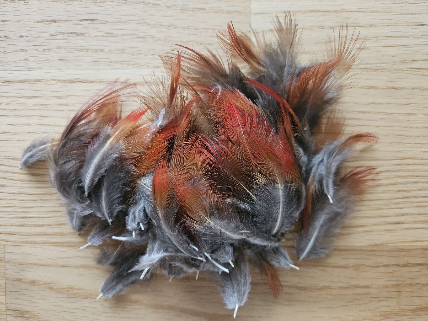 Il mondo degli animali: Rote Federn Goldfasan – Nuovo (secondo la descrizione) da Wallenwil venduto da luc_mei