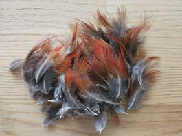 Rote Federn Goldfasan