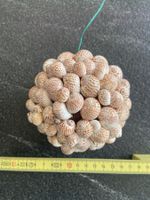 Dekorative Muschelkugel, ca. 10cm, Sommerdeko