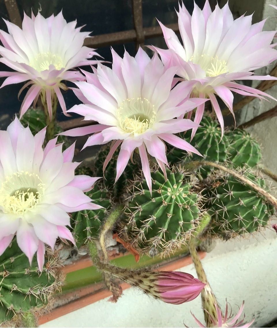 Piante & sementi: Echinopsis Eyriesii Bauernkaktus – Usato da Dierikon venduto da Wale71 1