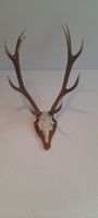 Hirschgeweih, 10-Ender, ca. 80cm