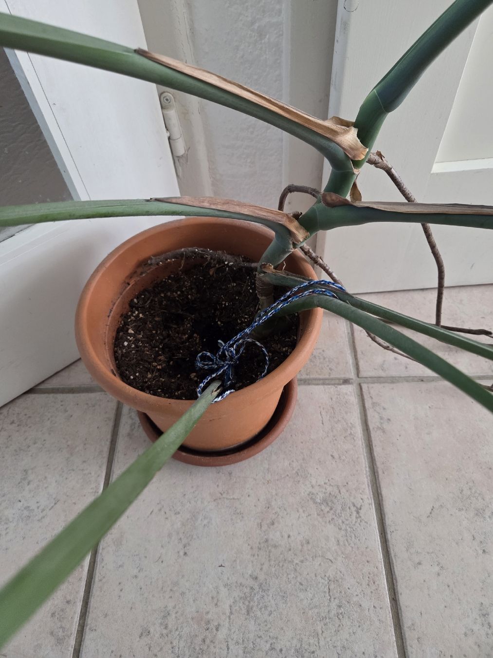 Piante & sementi: Monstera – Usato da Zürich venduto da Shiva79 3