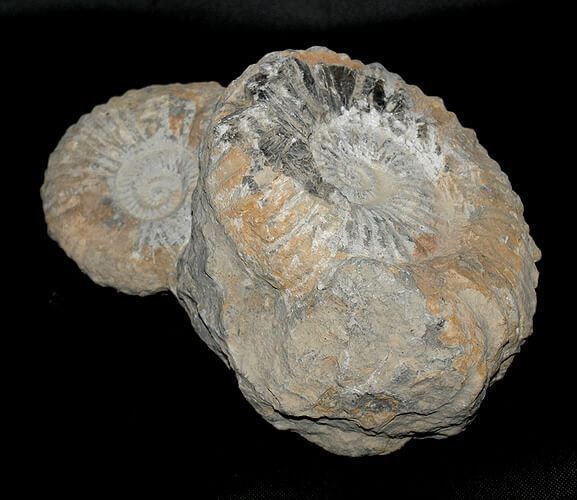 Ammoniten Gruppe 3