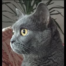Profile image of Trini16