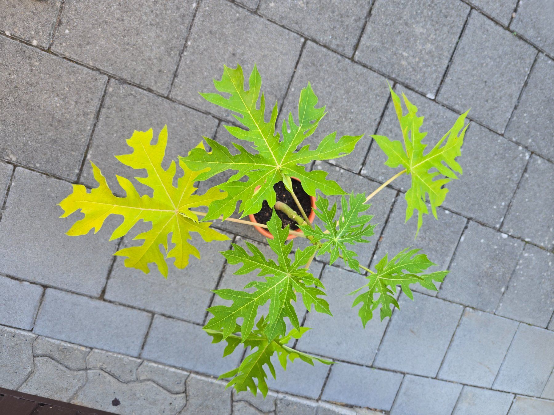 Piante & sementi: Papaya Pflanze – Usato da Aarburg venduto da popkorn65 3