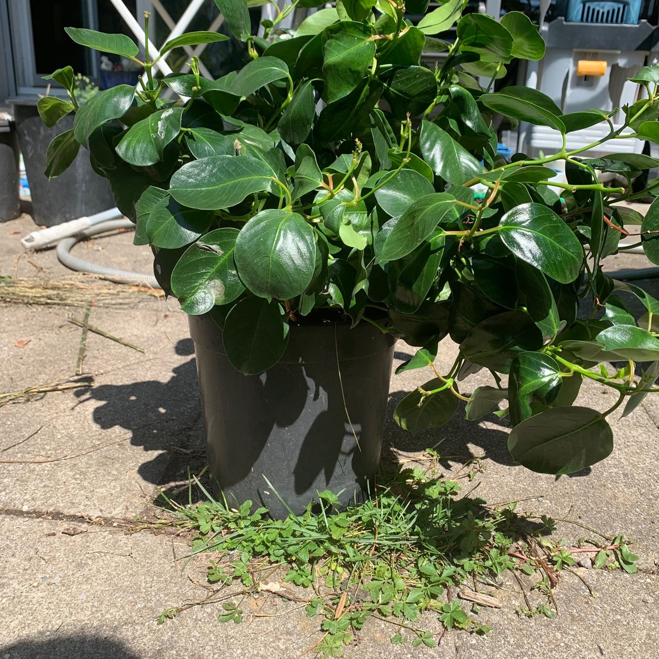 Plantes & graines: Mandevilla - Dipladenia / grosse Pflanze – Neuf (Voir description) à Hinteregg par ERFOLG78 4