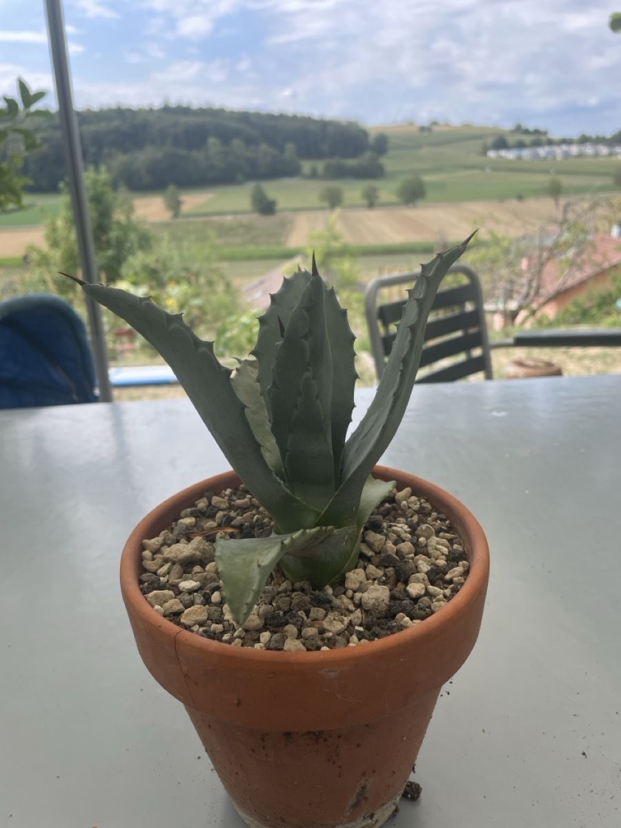Plantes & graines: Hundertjährige Agave – D'occasion à Ersigen par daniel0236 1