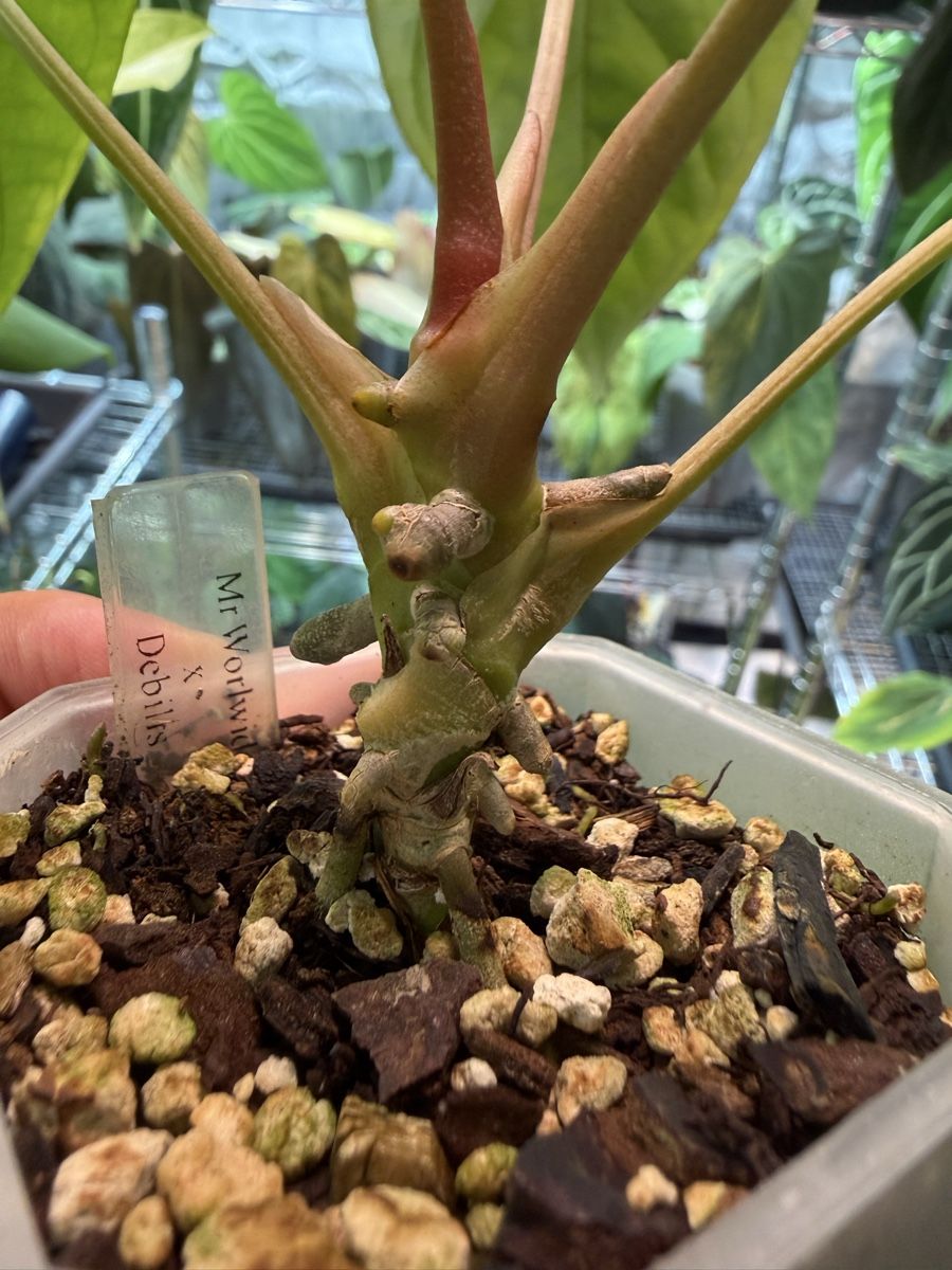 Piante & sementi: Anthurium Debilis x Mr Worldwide – Usato da Morlon venduto da lucius.greenery 3