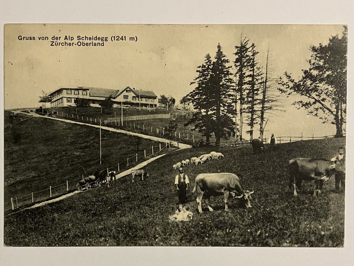 Cartes postales: Alte Ansichtskarte Alp Scheidegg, Wald, 1912 – D'occasion à Bauma par Baumer71