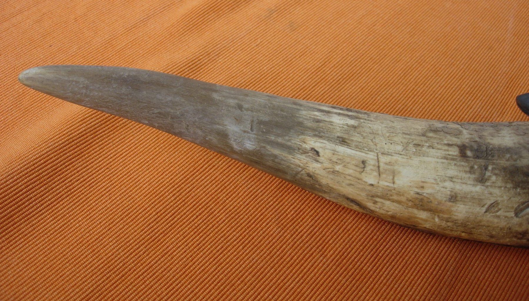 Fossili: Horn - Wettsteinfass - alt – Usato da Basel venduto da Grbina64 5