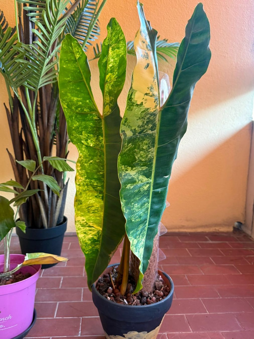 Plantes & graines: Philodendron billiteae xxl 2 feuilles – D'occasion à Lausanne par kta_tss7 4