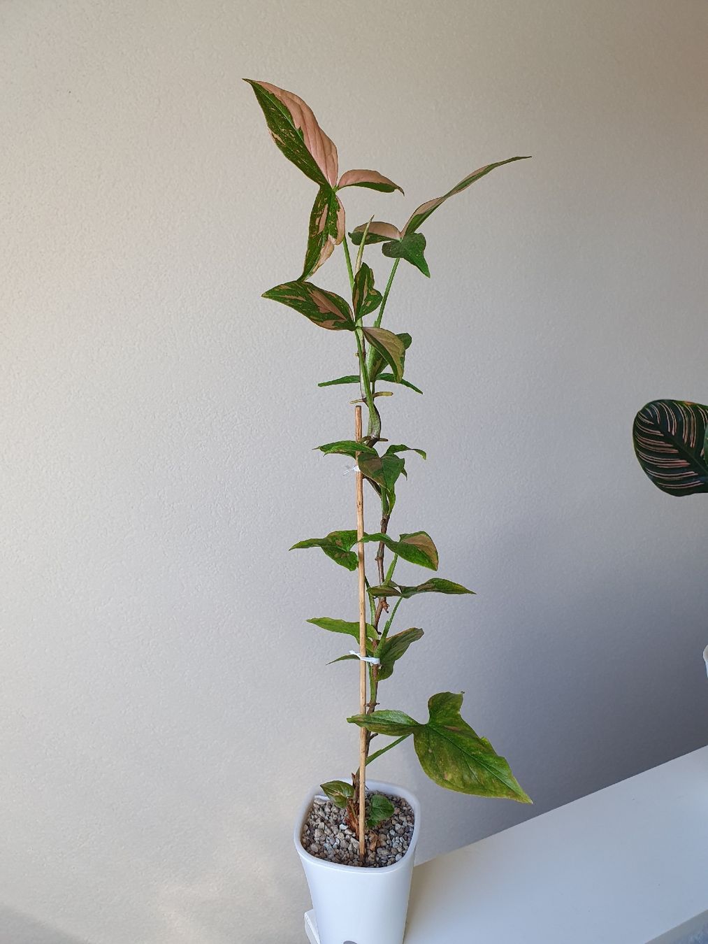 Pflanzen & Samen: Syngonium pink splash – Gebraucht aus Erlinsbach SO von Lea030 2