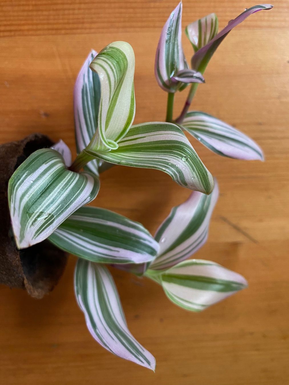 Piante & sementi: Tradescantia blossfeldiana Nanouk – Nuovo (secondo la descrizione) da Winterthur venduto da Aniger 2