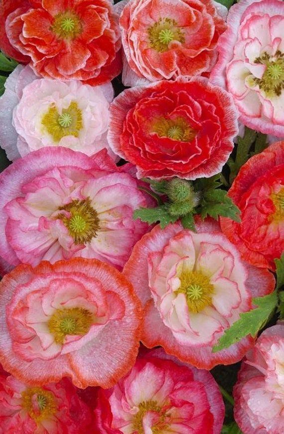 Piante & sementi: 500 Samen Mohn FALLING IN LOVE – Nuovo (secondo la descrizione) da Ehrendingen venduto da VerveinaSamen