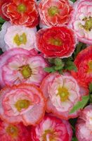 500 Samen Mohn FALLING IN LOVE