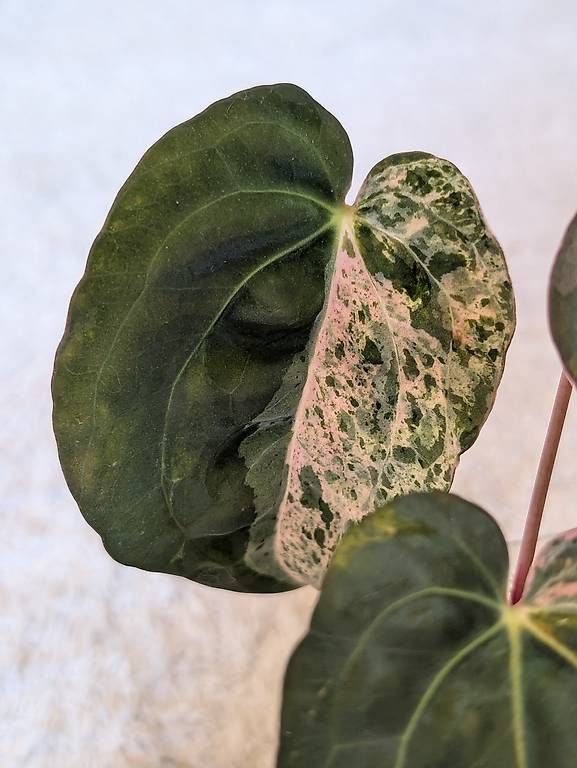 Piante & sementi: Anthurium 'Hot Barbie' Pink Variegata – Nuovo (secondo la descrizione) da Faulensee venduto da plantmama 2