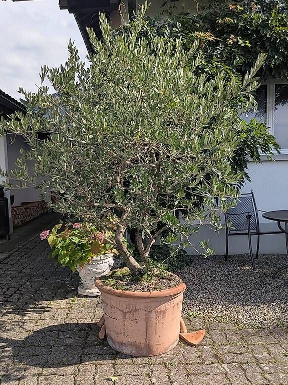 Pflanzen & Samen: Olivenbaum – Gebraucht aus Siebnen von Tschgubidu