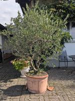 Olivenbaum