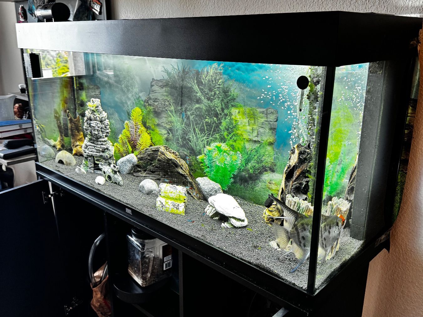 Aquarium: Aquarium eau douce (prix discutable) – D'occasion à Lausanne par gre_97wx