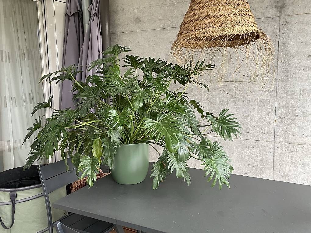 Plantes & graines: Zimmerpflanze – D'occasion à Olten par Palmaille 1