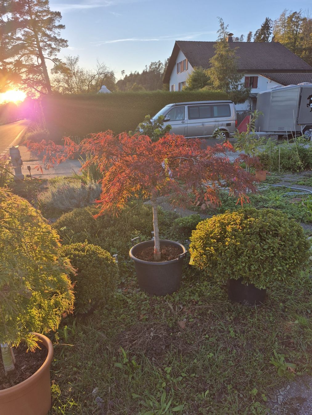 Plantes & graines: Fächerahorn Inaba shidare – D'occasion à Jona par Lars0000 1