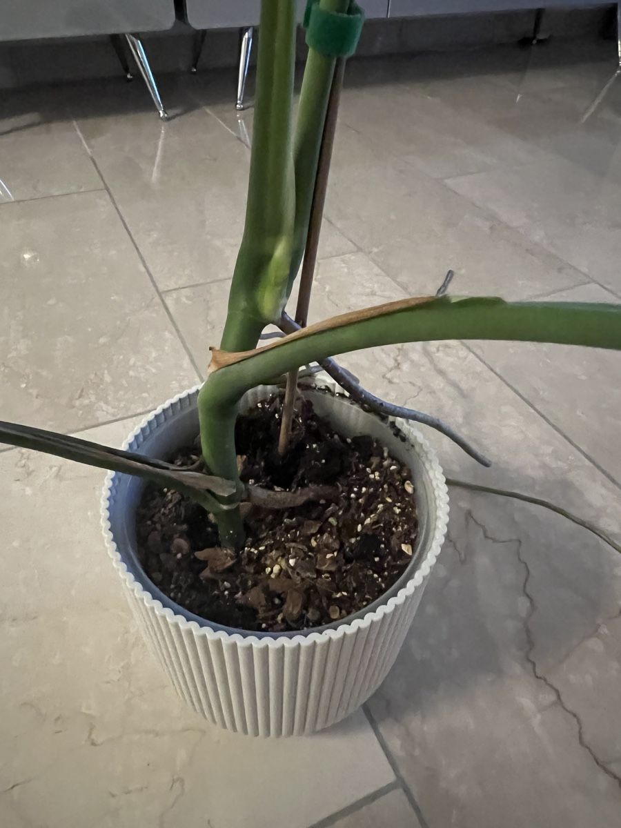 Piante & sementi: Monstera Deliciosa – Usato da Reinach AG venduto da Manuel63637 2