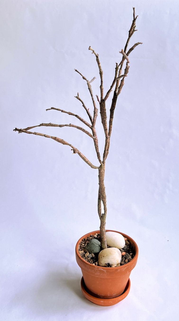 Piante & sementi: Euphorbia Platyclada***** – Nuovo (secondo la descrizione) da Dübendorf venduto da Orchid18 1