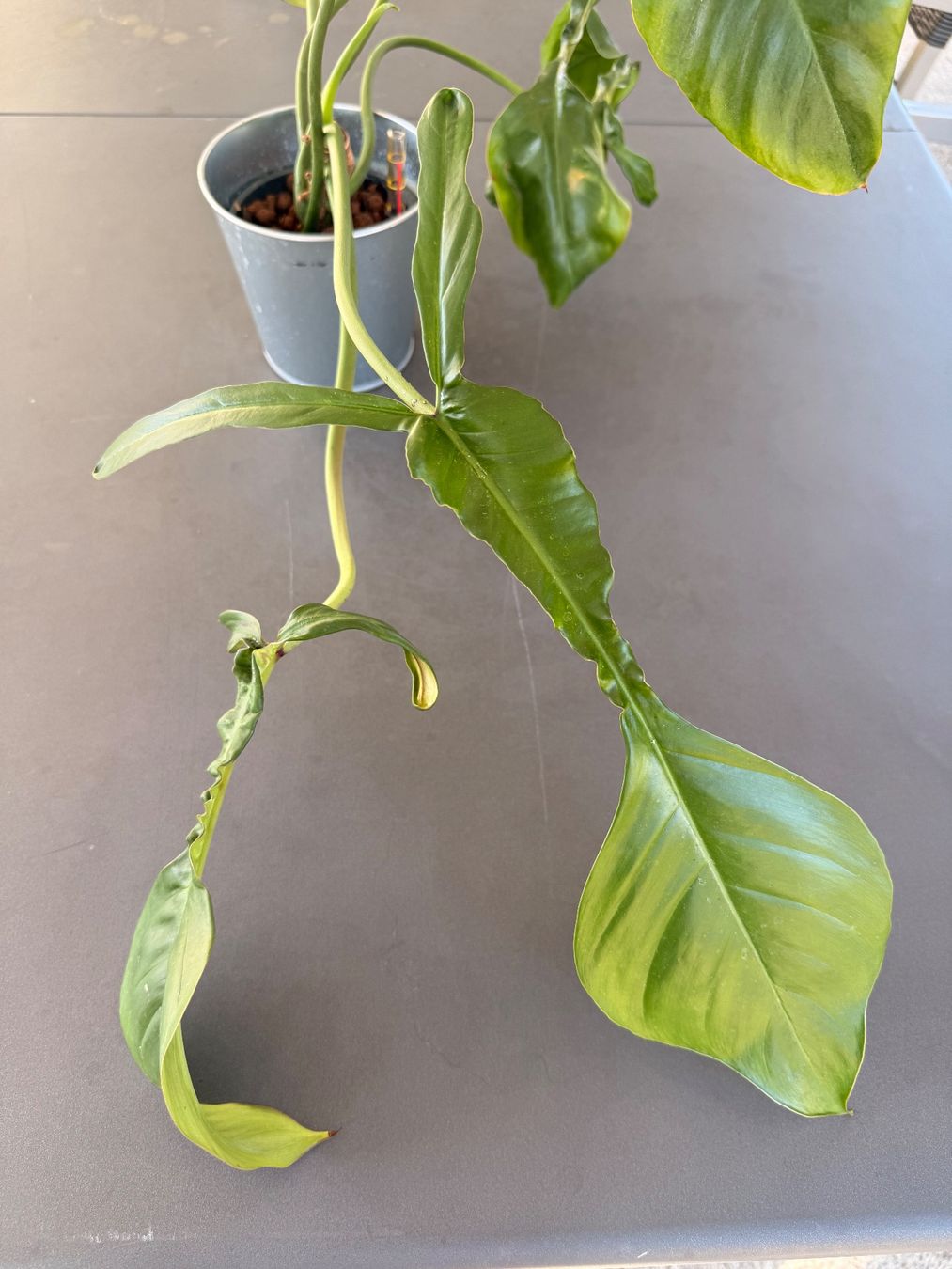Pflanzen & Samen: Philodendron Joepii – Gebraucht aus Rafz von jca_98p5
