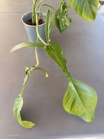 Philodendron Joepii