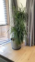 Dracaena Marginata Zimmerpflanze ca 160cm hoch