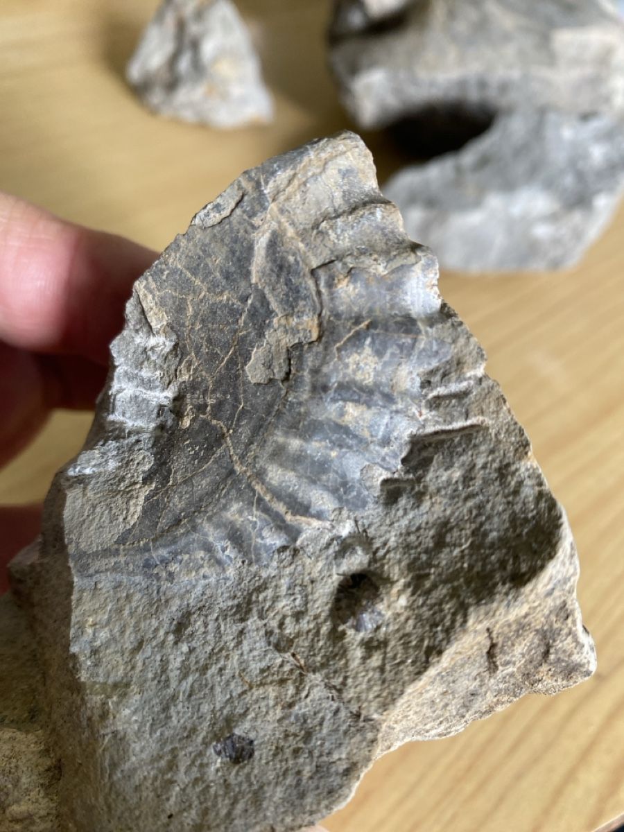 Fossili: Nautilus Fossilien Pyrit – Usato da Liestal venduto da Stephanoceras1 3