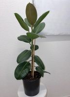 FICUS ELASTICA ROBUSTA Pflanze, Gummibaum 100 cm