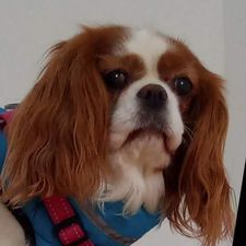 Profile image of Janosch.