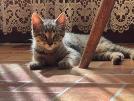 Adorables chatons nés le 22 avril, propres mais non vaccinés