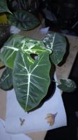 Alocasia Frydek Albo Variegata 