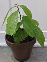 Avocado-Setzling
