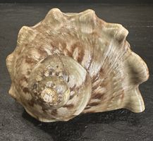 Große Turbo Marmoratus Muschel, Selten