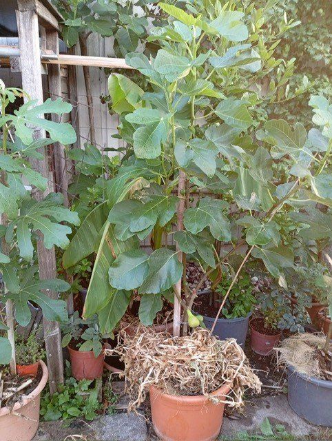 Plantes & graines: Feigenbäume – D'occasion à Langenthal par Shadowman01 7