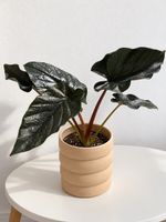 🌿 Seltene Alocasia – wunderschöne Rarität🤩🌿
