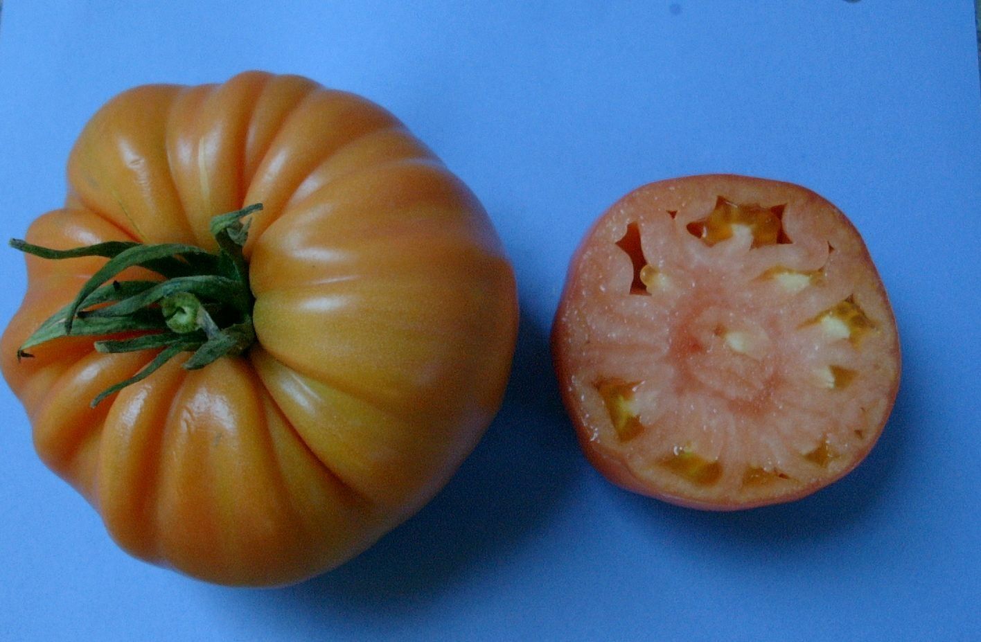 Piante & sementi: Fleischtomate: Ananastomate - Pflanze! – Nuovo (secondo la descrizione) da Steffisburg venduto da Calceolaria