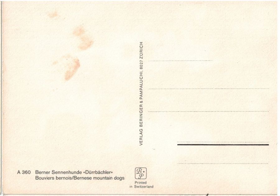 Cartoline postali: Berner Sennenhunde "Dürrbächler", geschätzt 1975 – Usato da Frauenfeld venduto da POML 1
