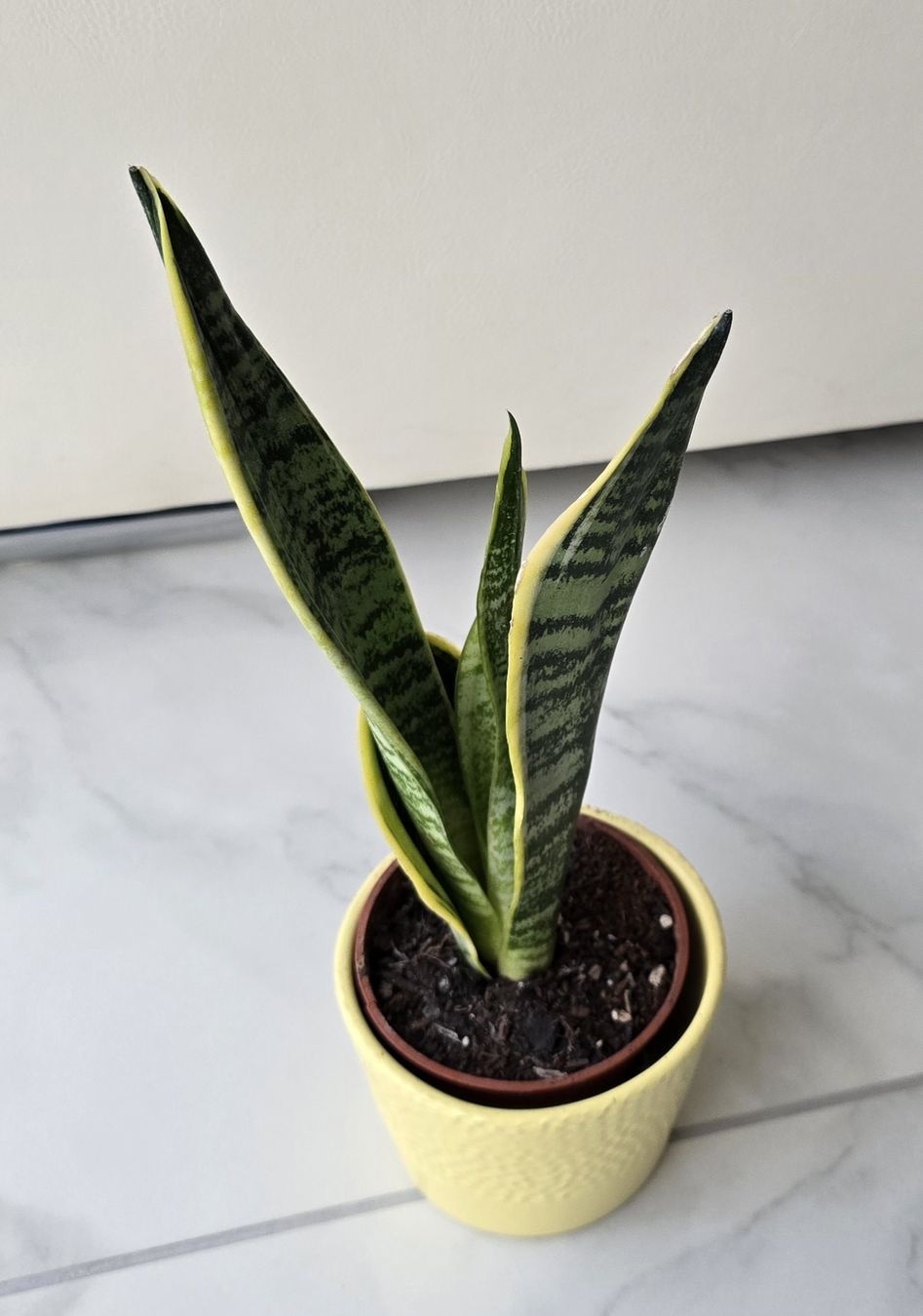 Piante & sementi: 🌿 Sansevieria – Nuovo (secondo la descrizione) da Aarburg venduto da Glitzerschein 1
